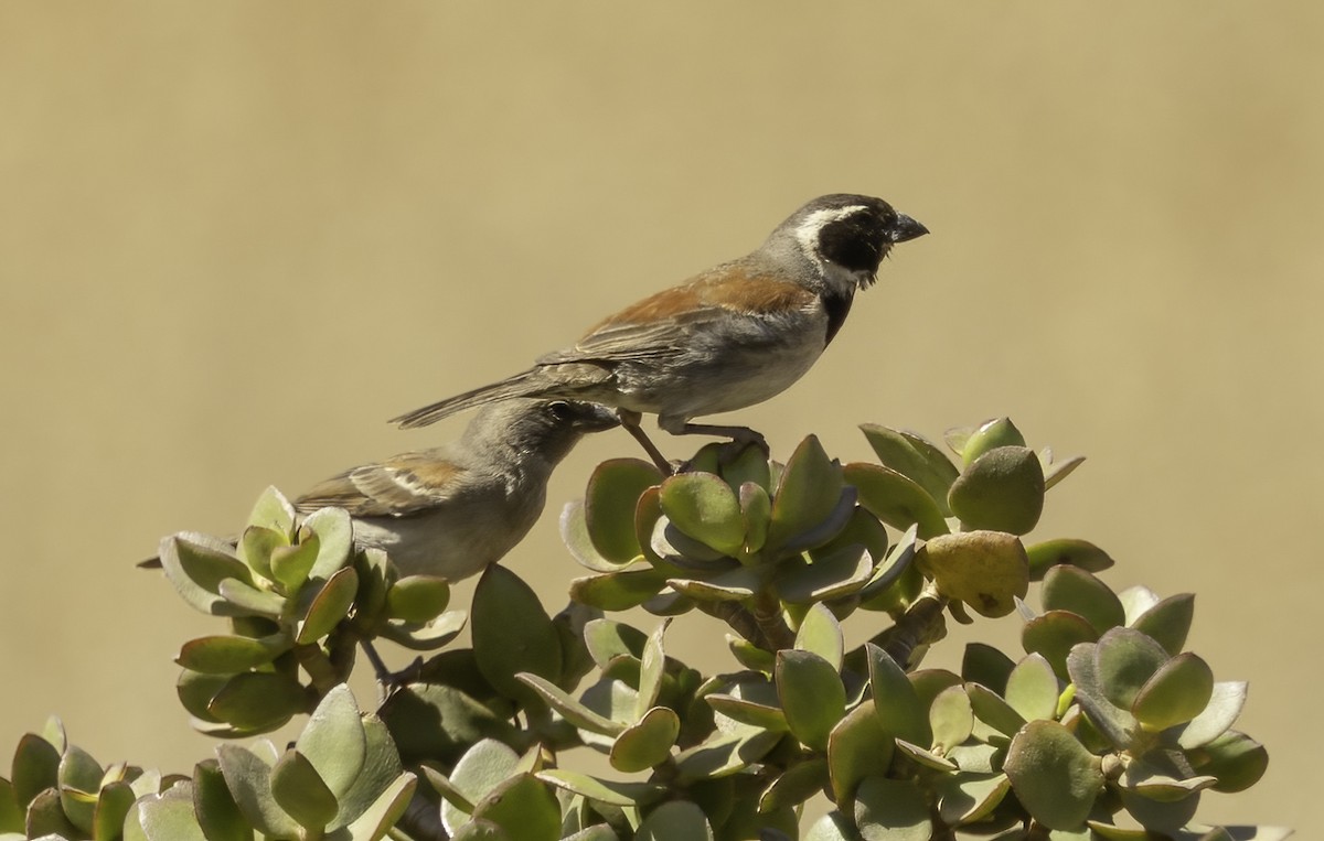 Kapsperling - ML646639583