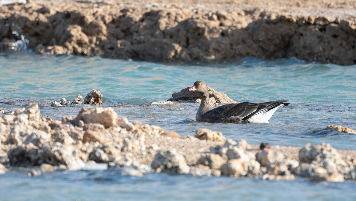 Гуска мала - ML646639584