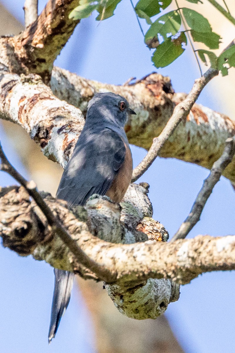 Plaintive Cuckoo - ML646639589