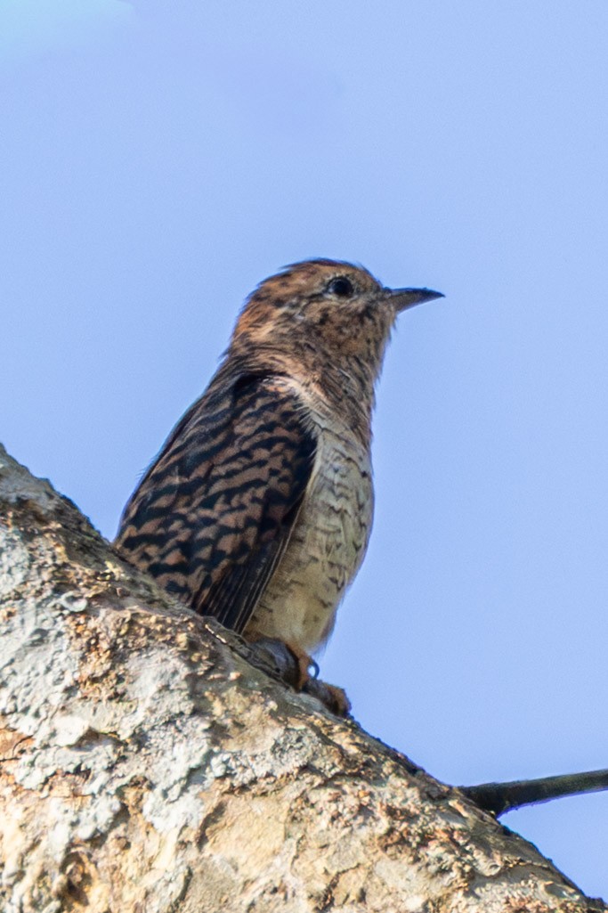 Plaintive Cuckoo - ML646639590