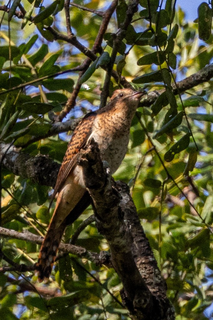 Plaintive Cuckoo - ML646639591
