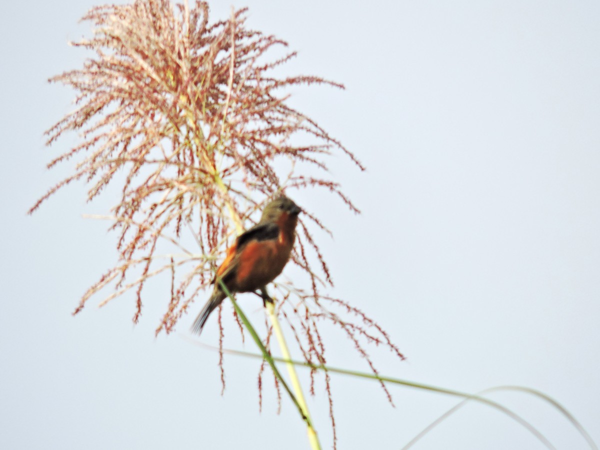 Ruddy-breasted Seedeater - ML646639597