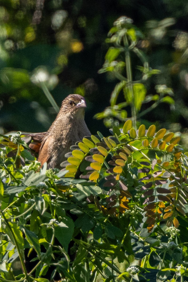 Lesser Coucal - ML646639600
