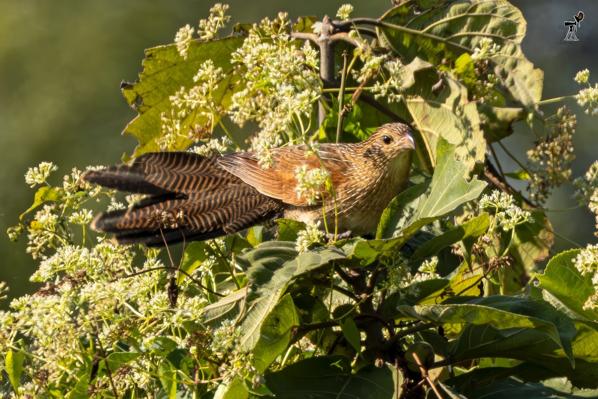 Lesser Coucal - ML646639601