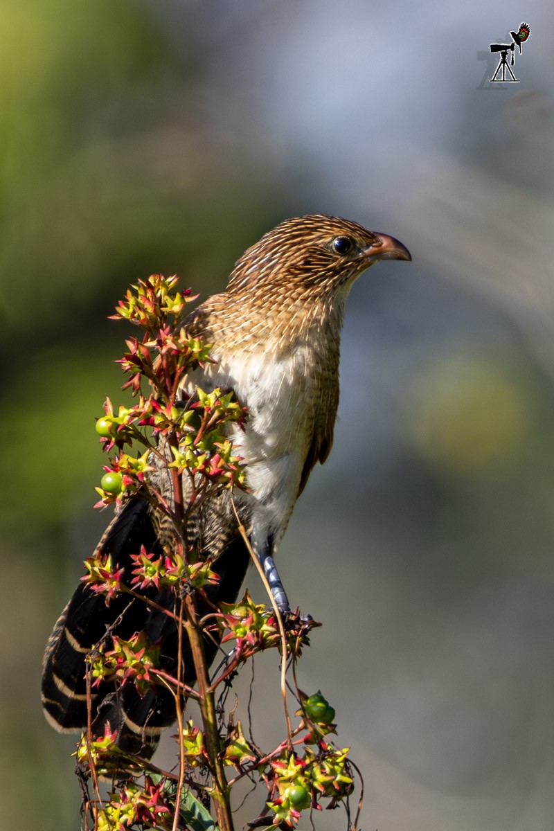 Lesser Coucal - ML646639602