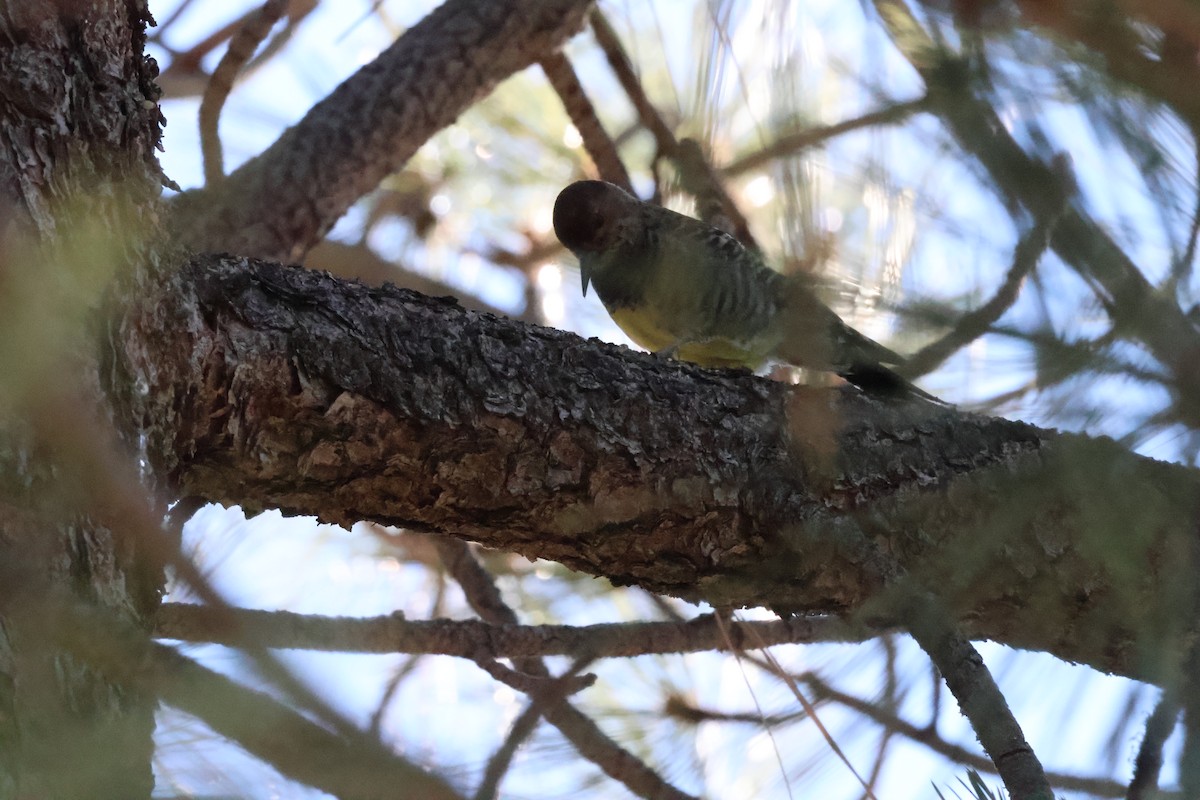 Williamson's Sapsucker - ML646639603