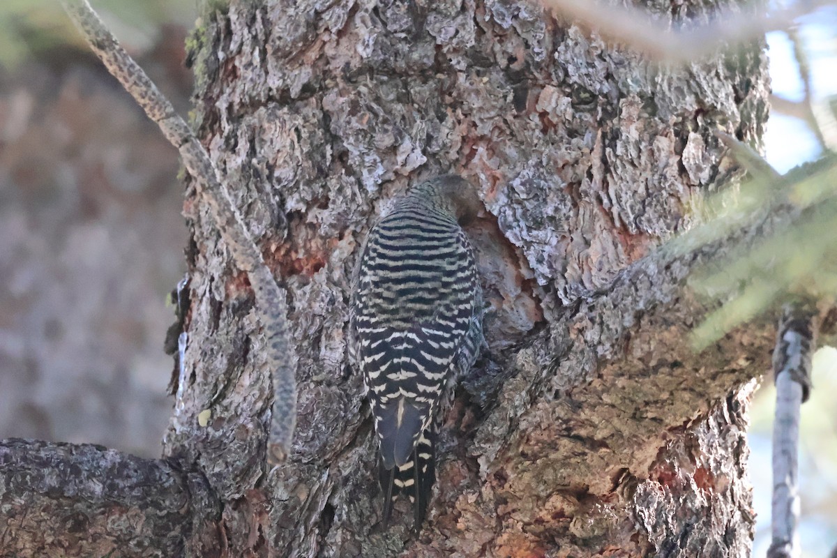 Williamson's Sapsucker - ML646639604