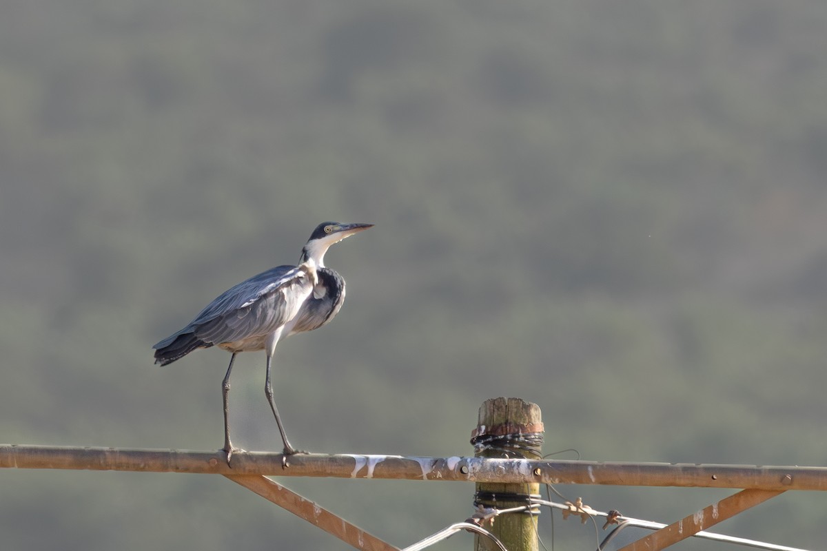 Black-headed Heron - ML646639606