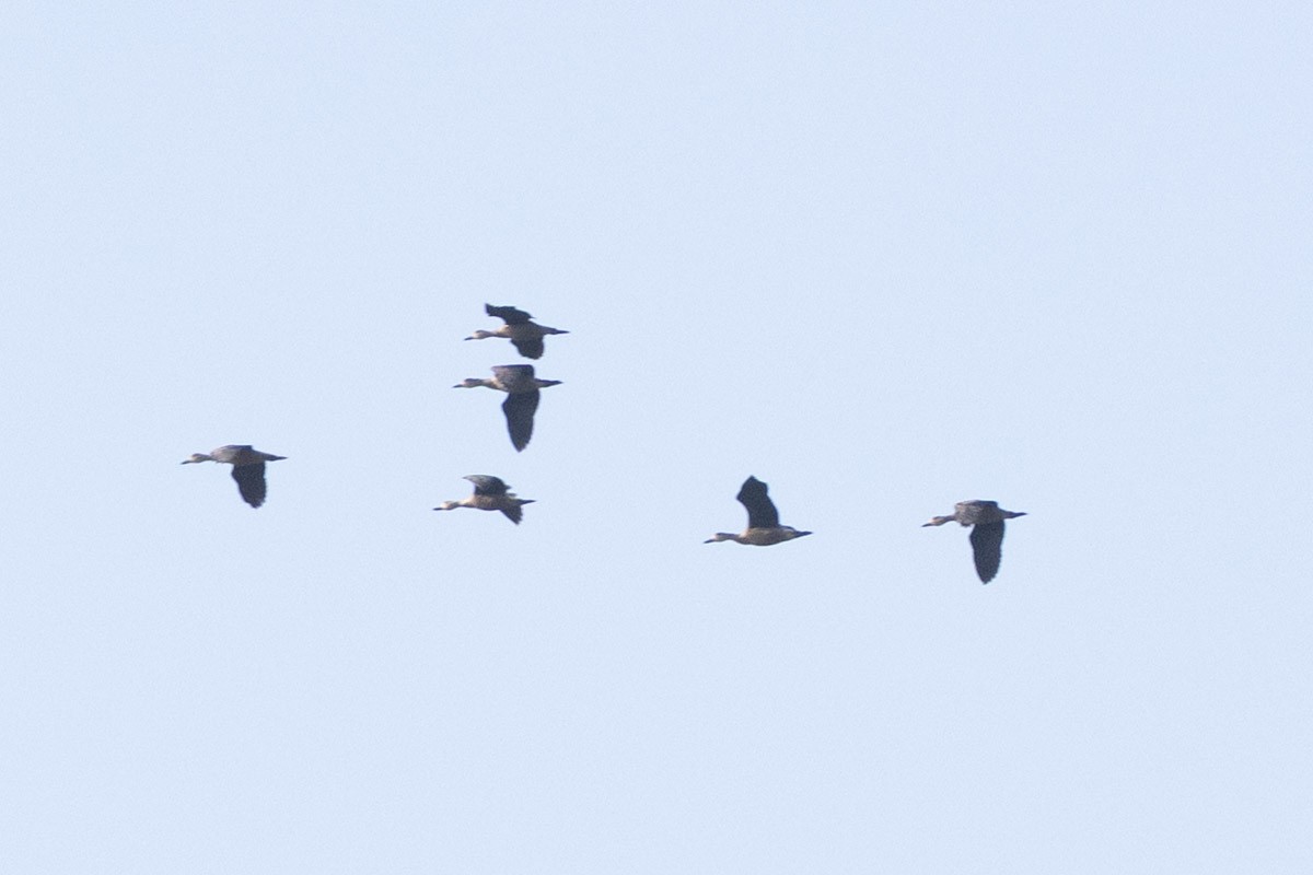 Lesser Whistling-Duck - ML646639607