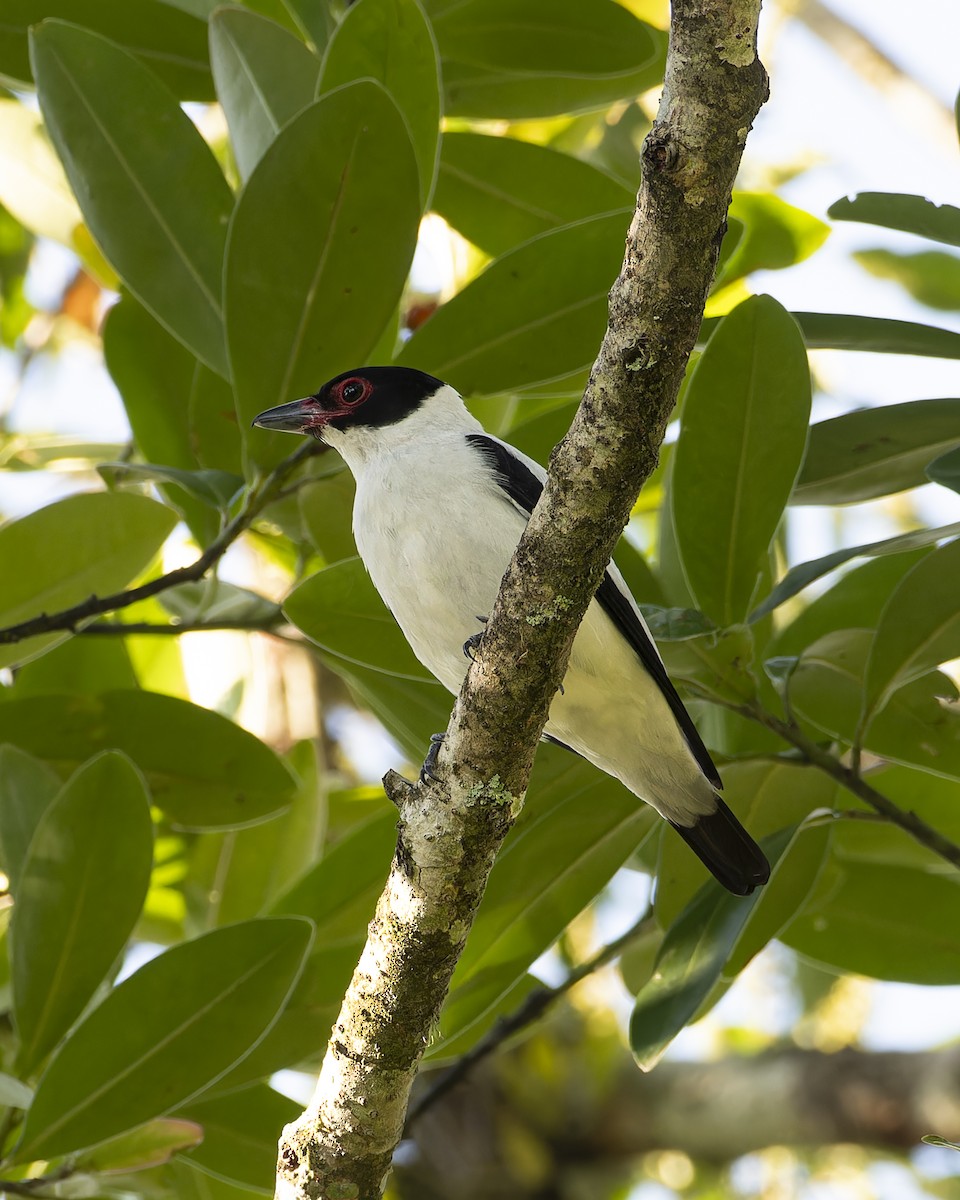 Titira Colinegro - ML646639608