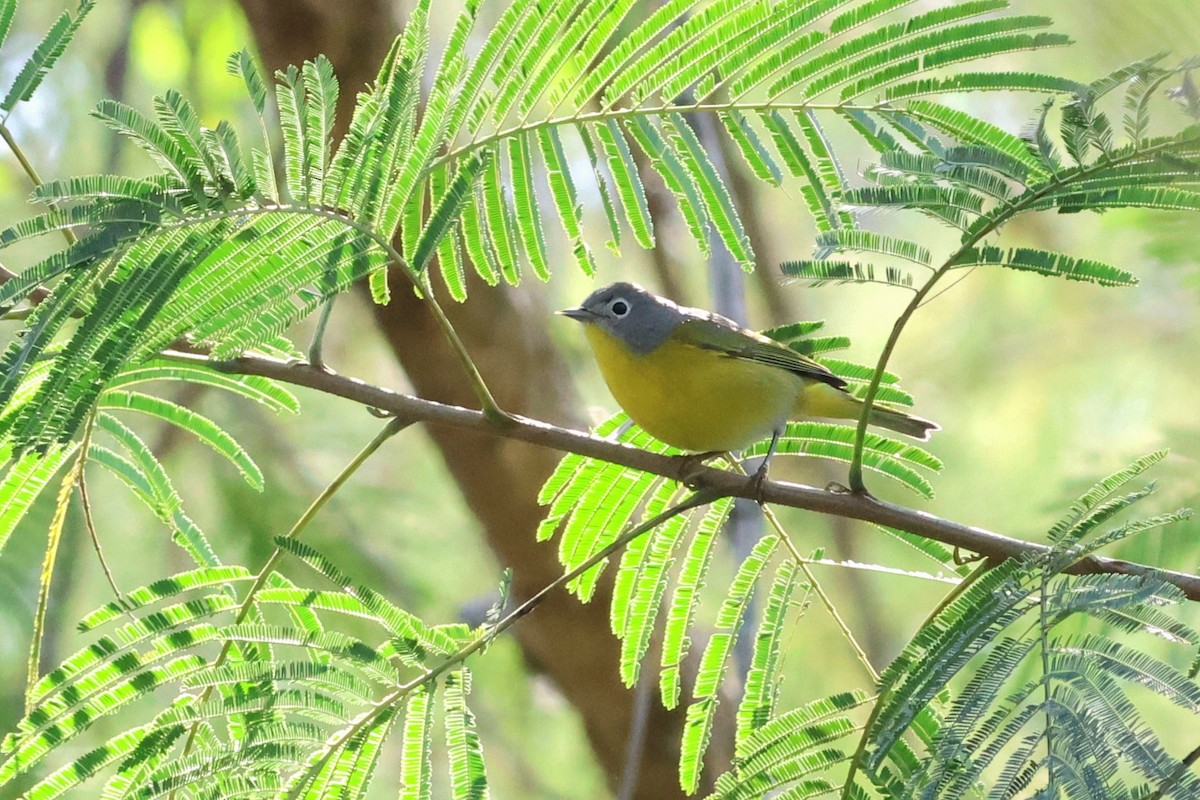 Nashville Warbler - ML646639609