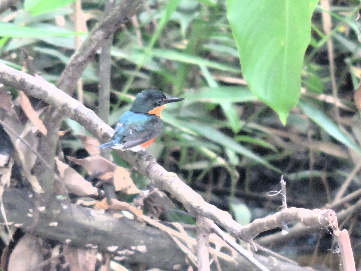 American Pygmy Kingfisher - ML646639614