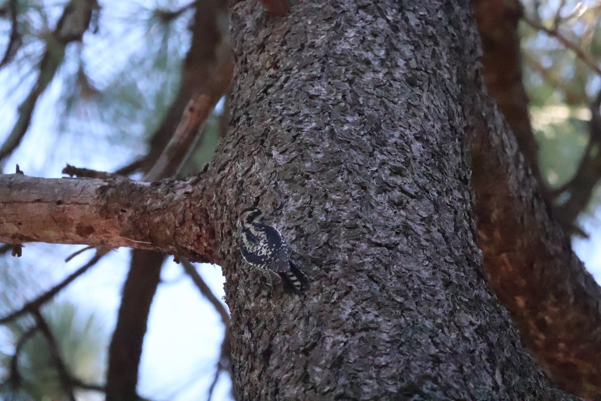 Red-naped Sapsucker - ML646639617
