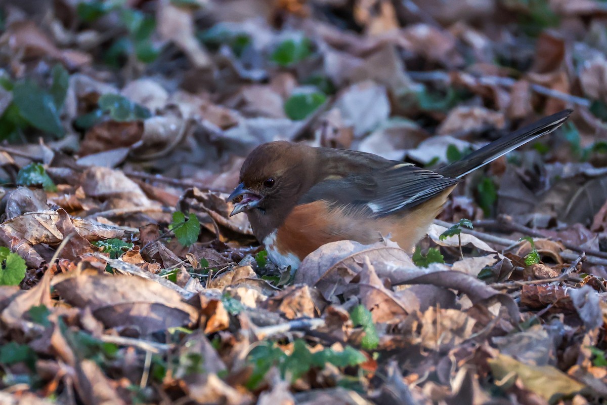 pipilo rudooký - ML646639618