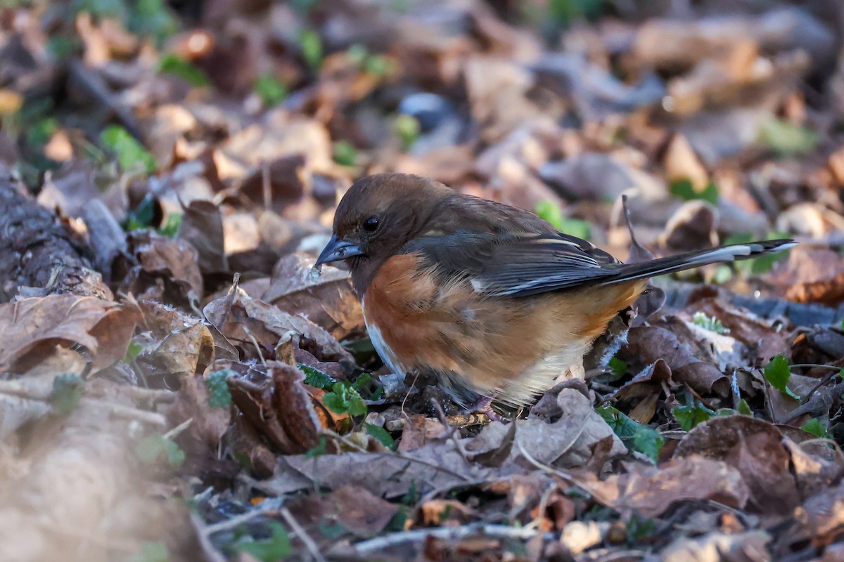 pipilo rudooký - ML646639619