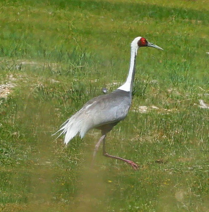 Weißnackenkranich - ML646639620