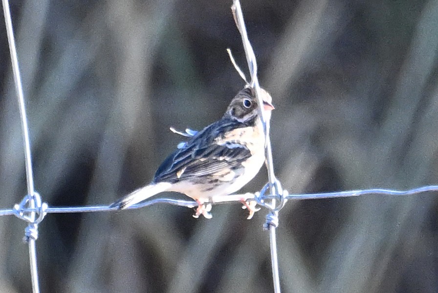 Vesper Sparrow - ML646639623