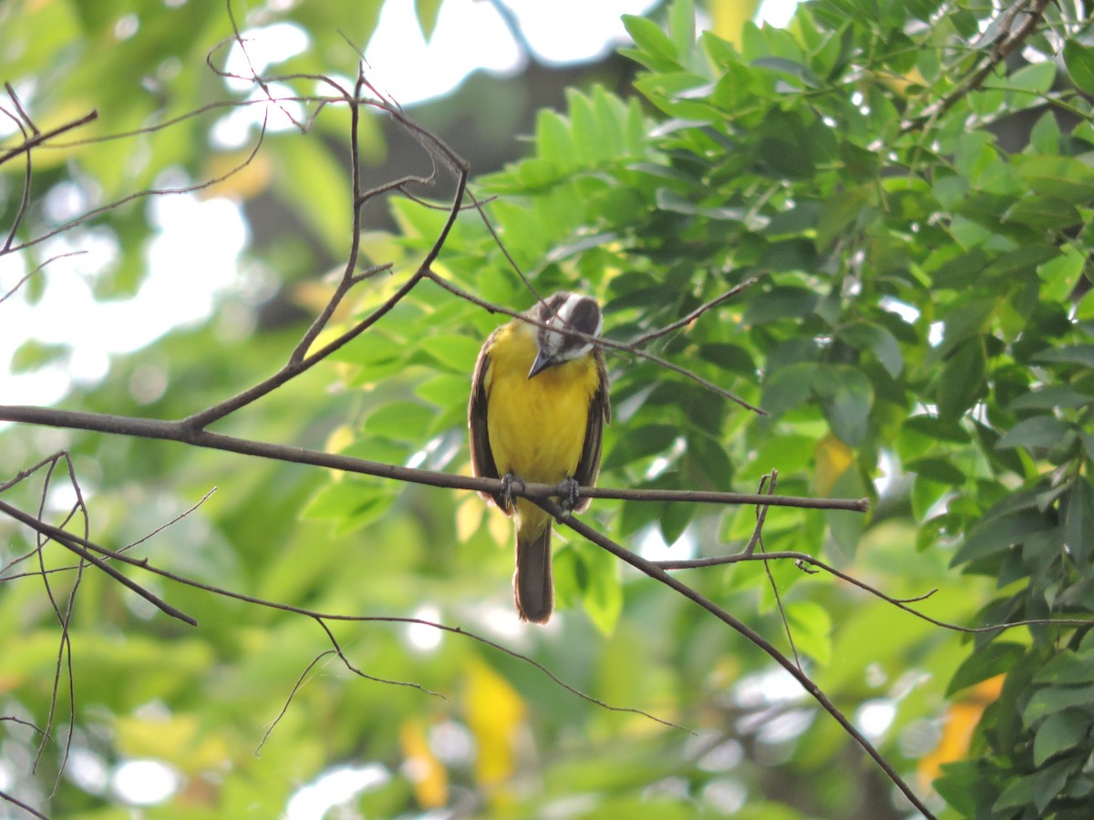 Lesser Kiskadee - ML646639628