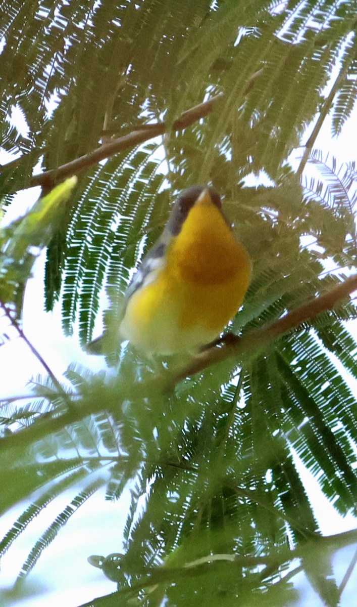 Tropical Parula - ML646639629