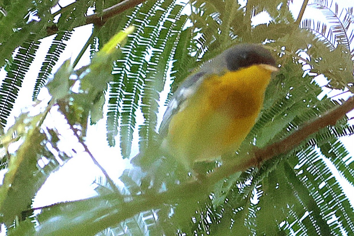 Tropical Parula - ML646639630