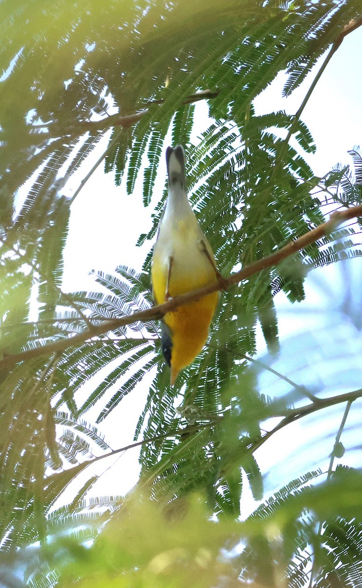 Tropical Parula - ML646639632