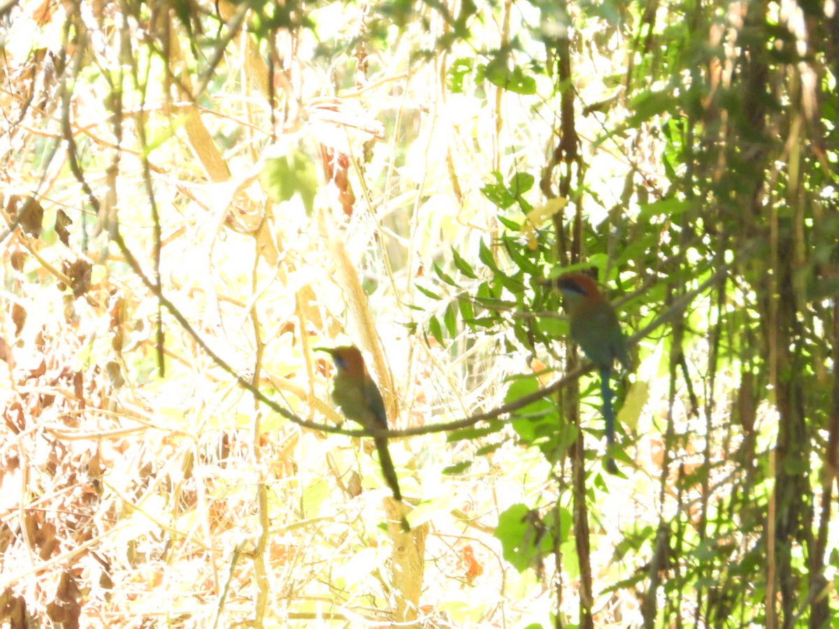 Russet-crowned Motmot - ML646639635