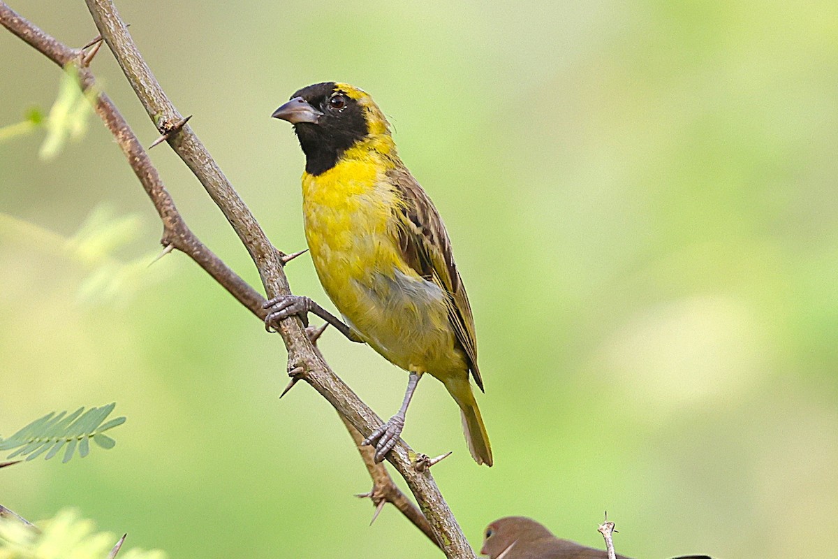 Black-headed Weaver - ML646639639