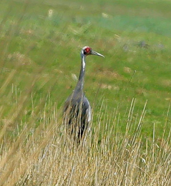 Weißnackenkranich - ML646639640