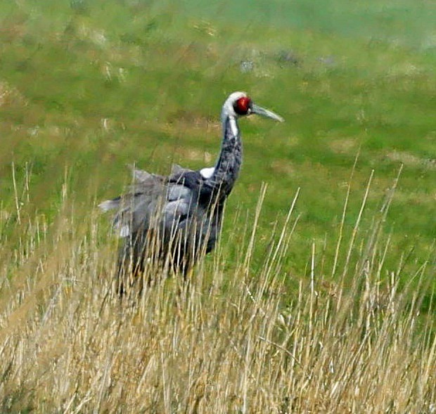 Weißnackenkranich - ML646639641