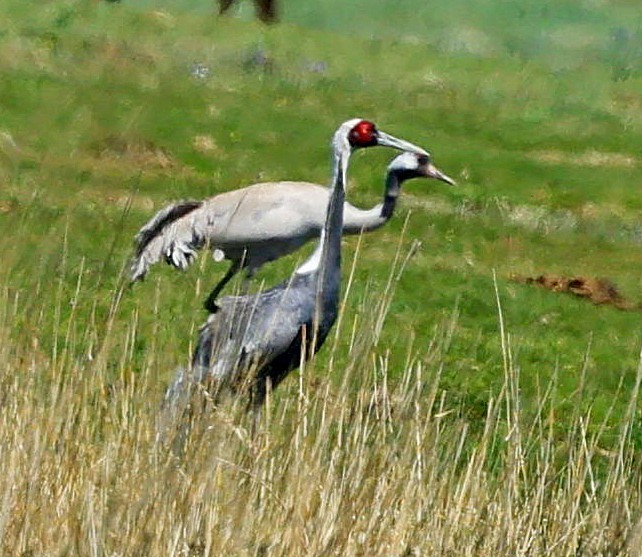 Weißnackenkranich - ML646639642