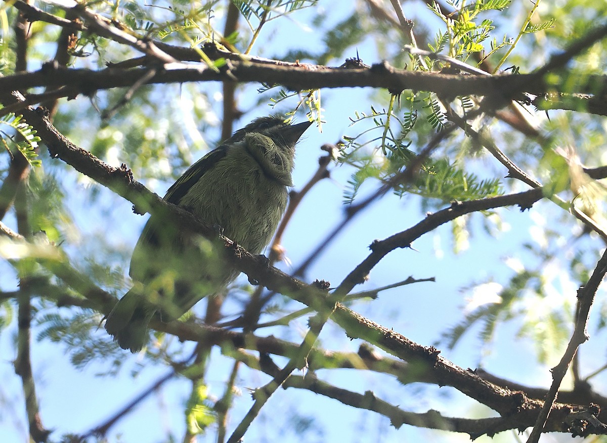 Moustached Tinkerbird - ML646639643