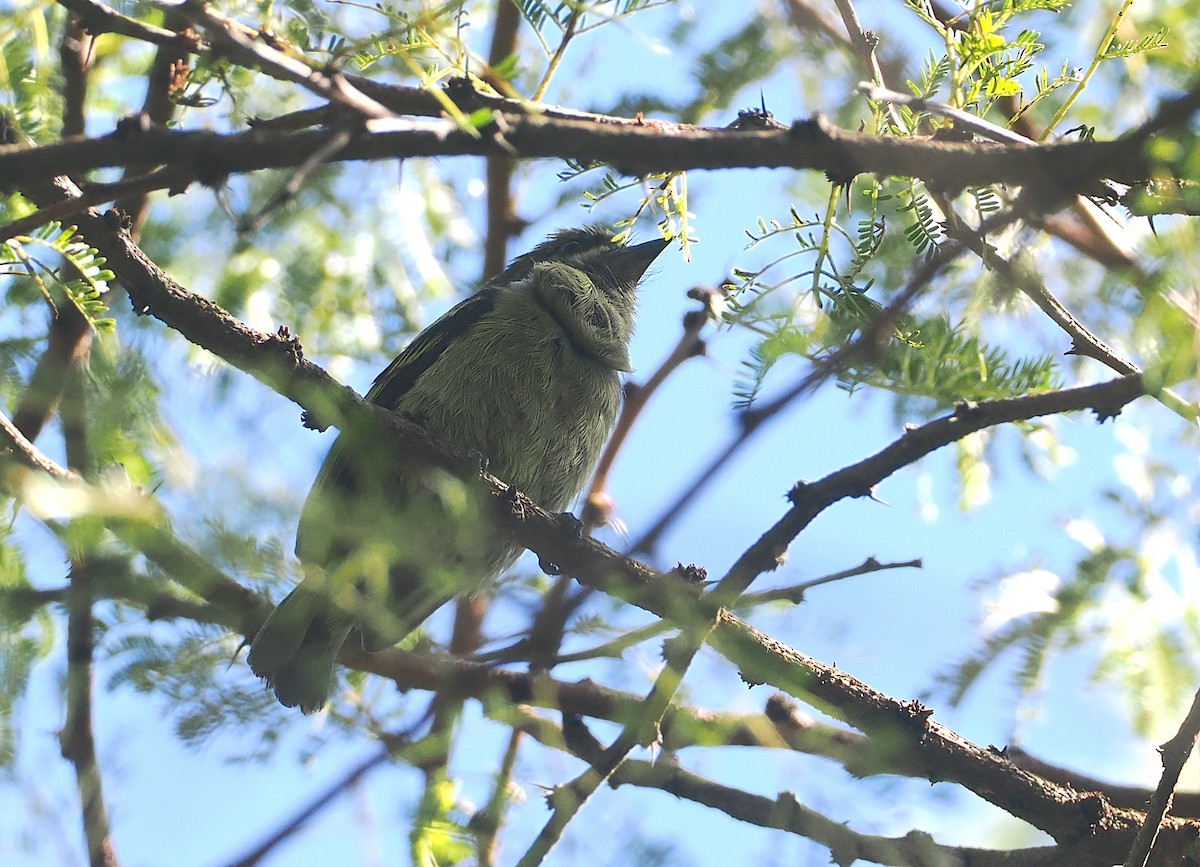Moustached Tinkerbird - ML646639644