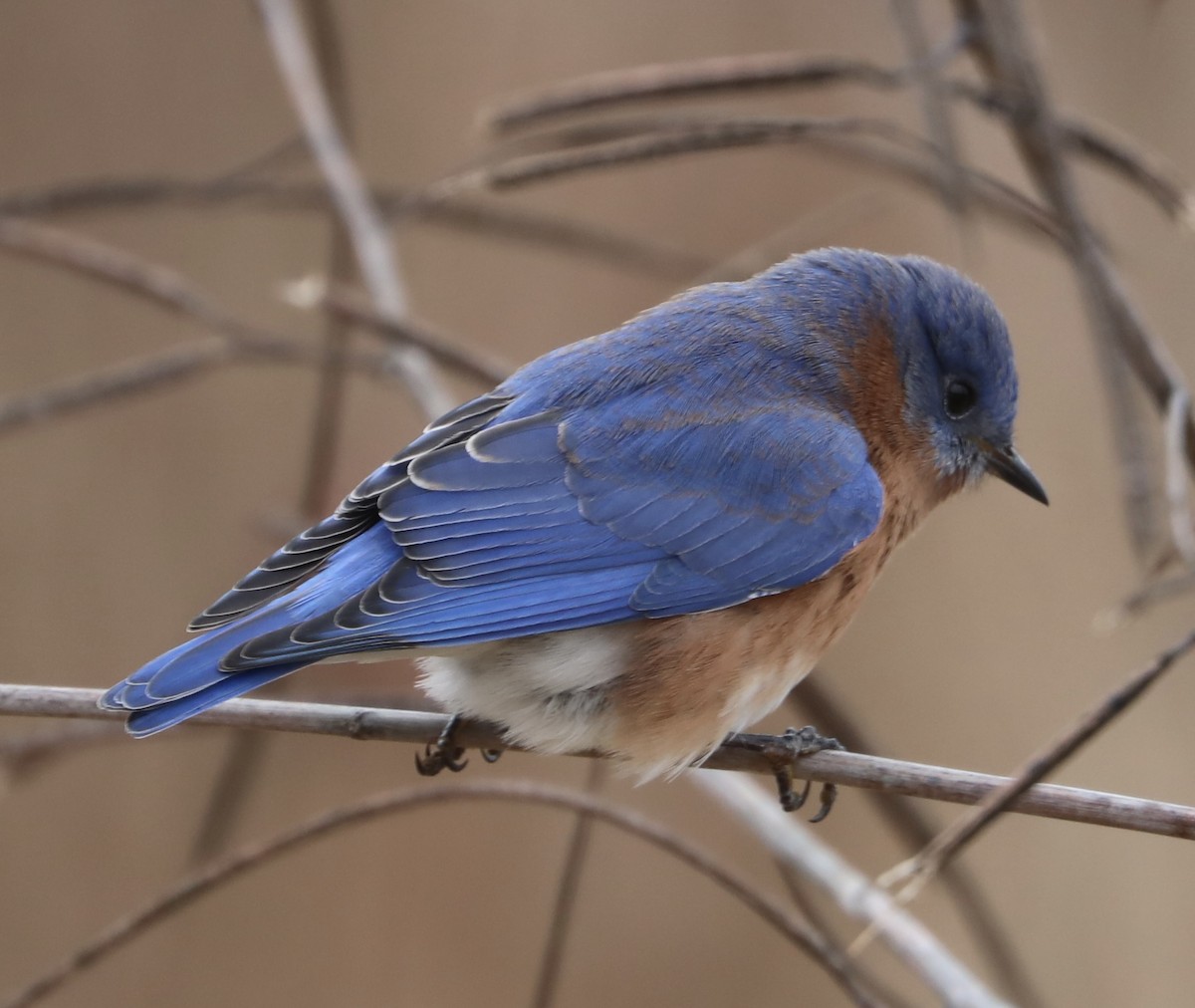 Блакитник східний - ML646639647