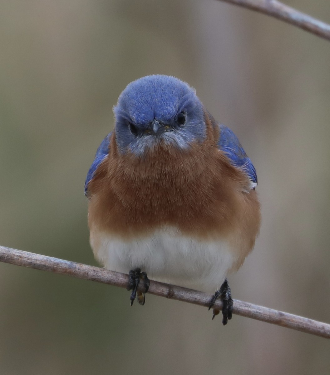 Блакитник східний - ML646639649