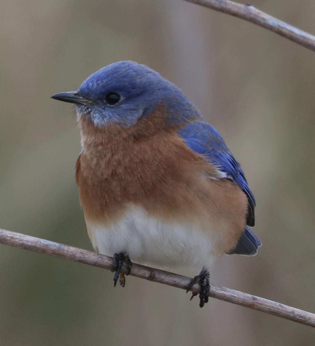 Блакитник східний - ML646639650