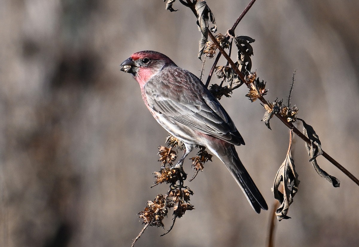 House Finch - ML646639651