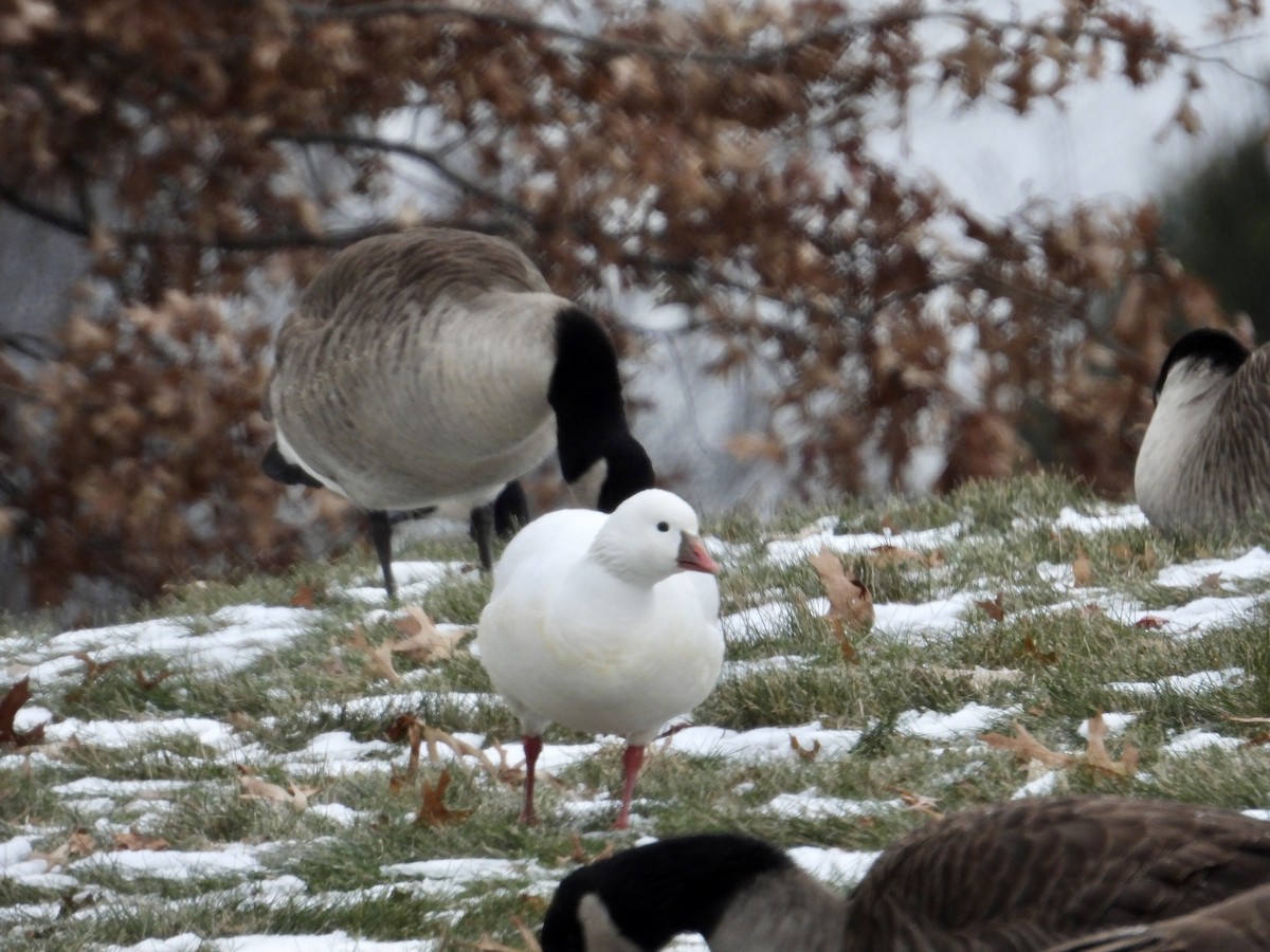 ヒメハクガン - ML646639652