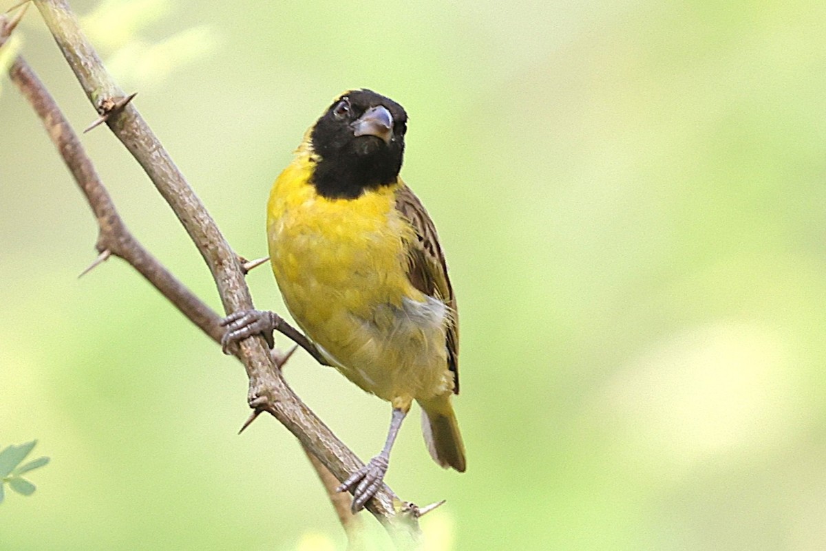 Black-headed Weaver - ML646639653