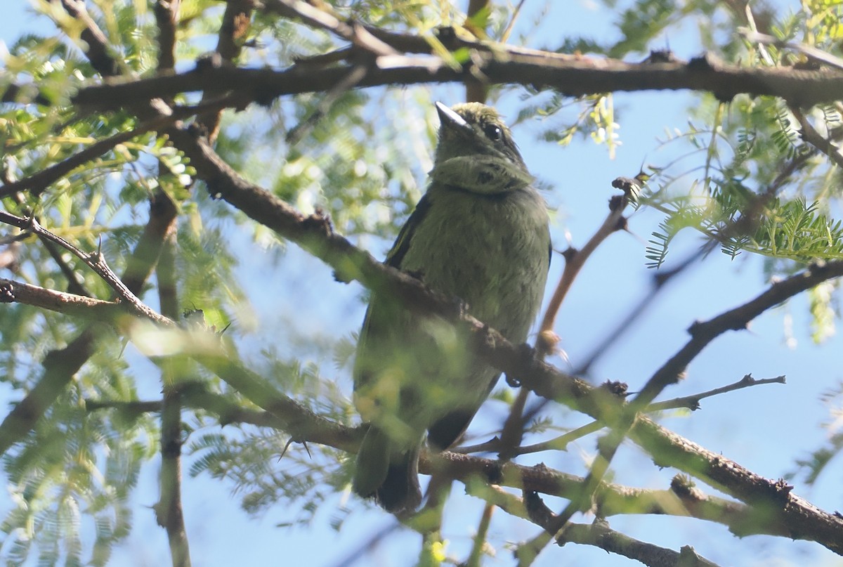 Moustached Tinkerbird - ML646639654