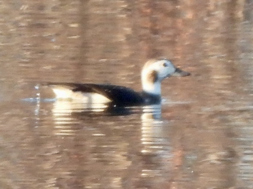 Мөнгөлөг шунгаахай - ML646639655