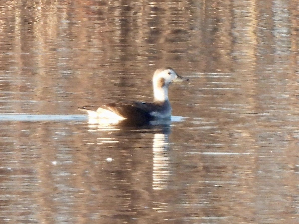 Мөнгөлөг шунгаахай - ML646639656