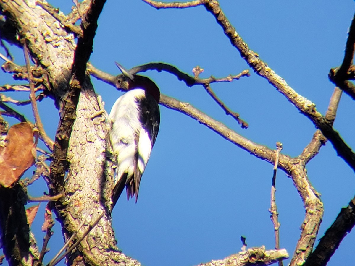 Red-headed Woodpecker - ML646639658