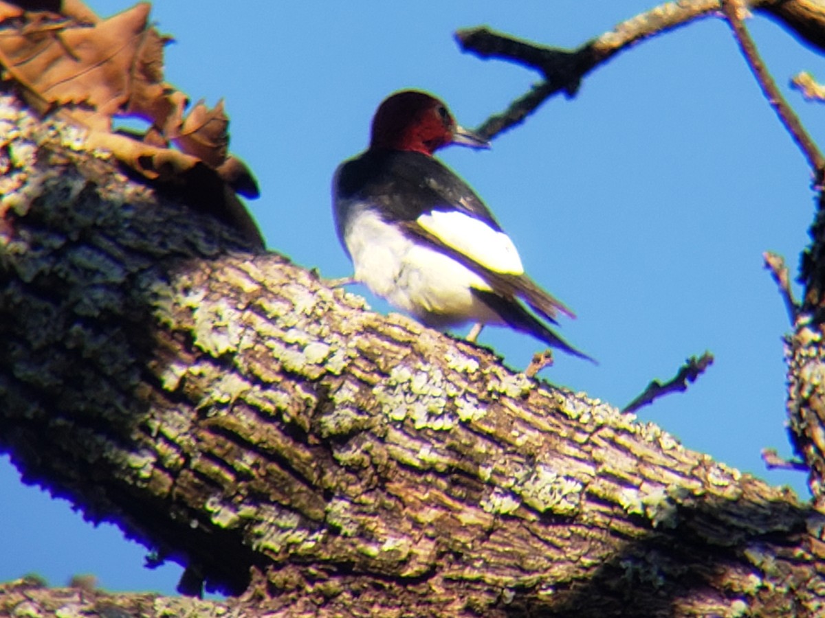 Red-headed Woodpecker - ML646639659