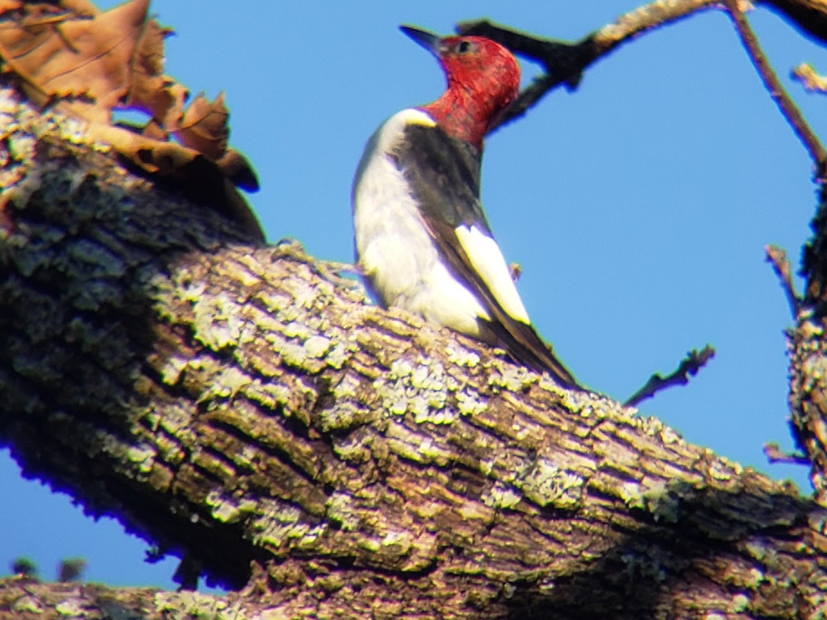 Red-headed Woodpecker - ML646639660