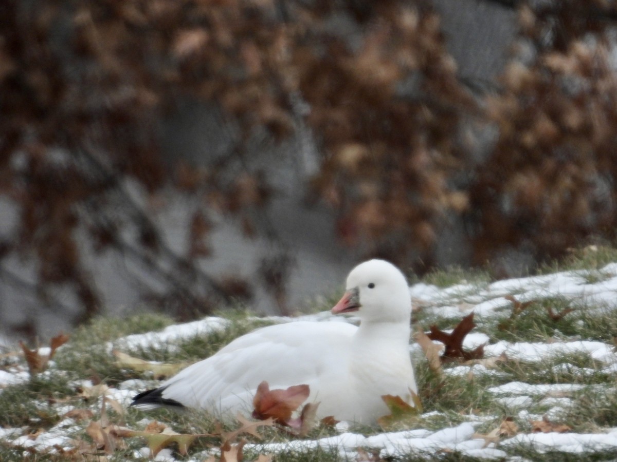 ヒメハクガン - ML646639664