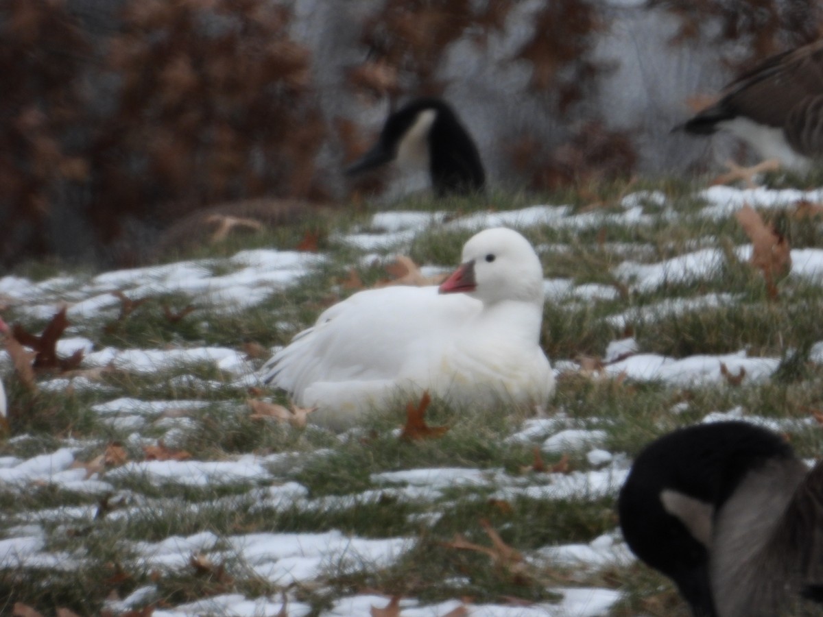 ヒメハクガン - ML646639665