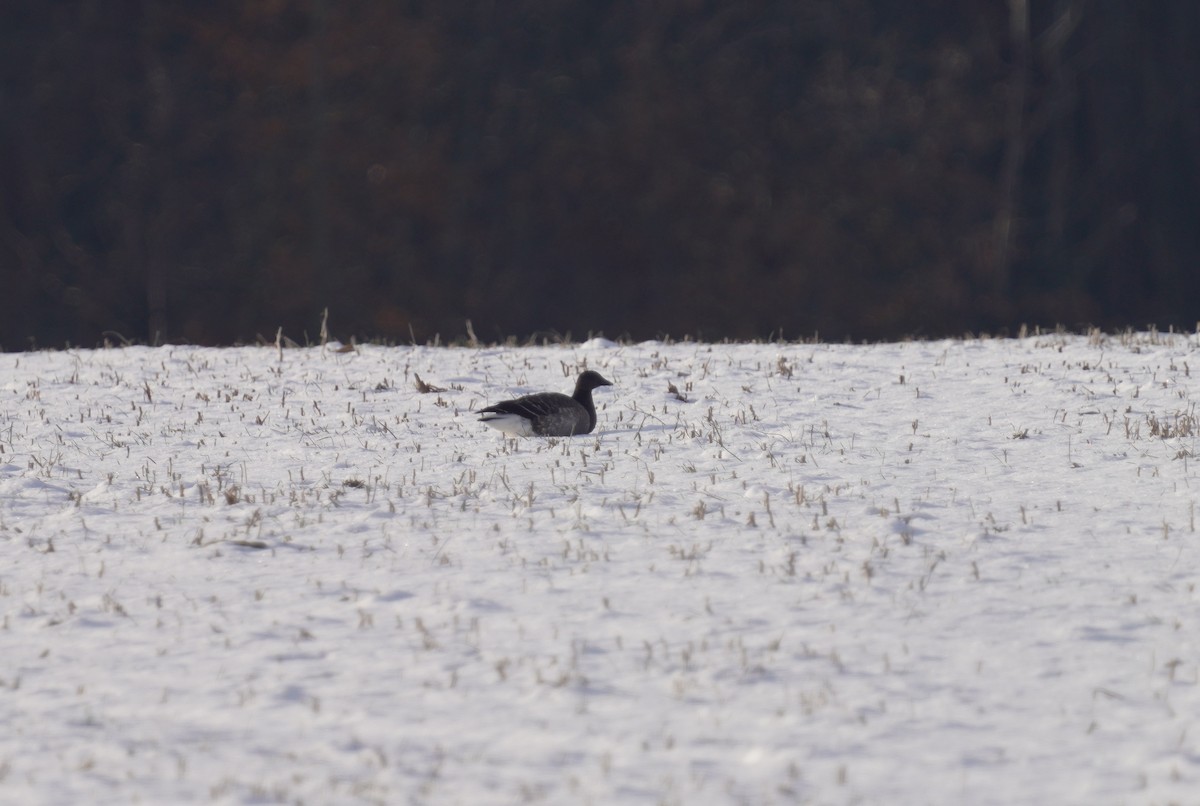 Чёрная казарка - ML646639668