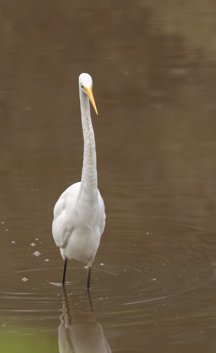 Great Egret - ML646639669
