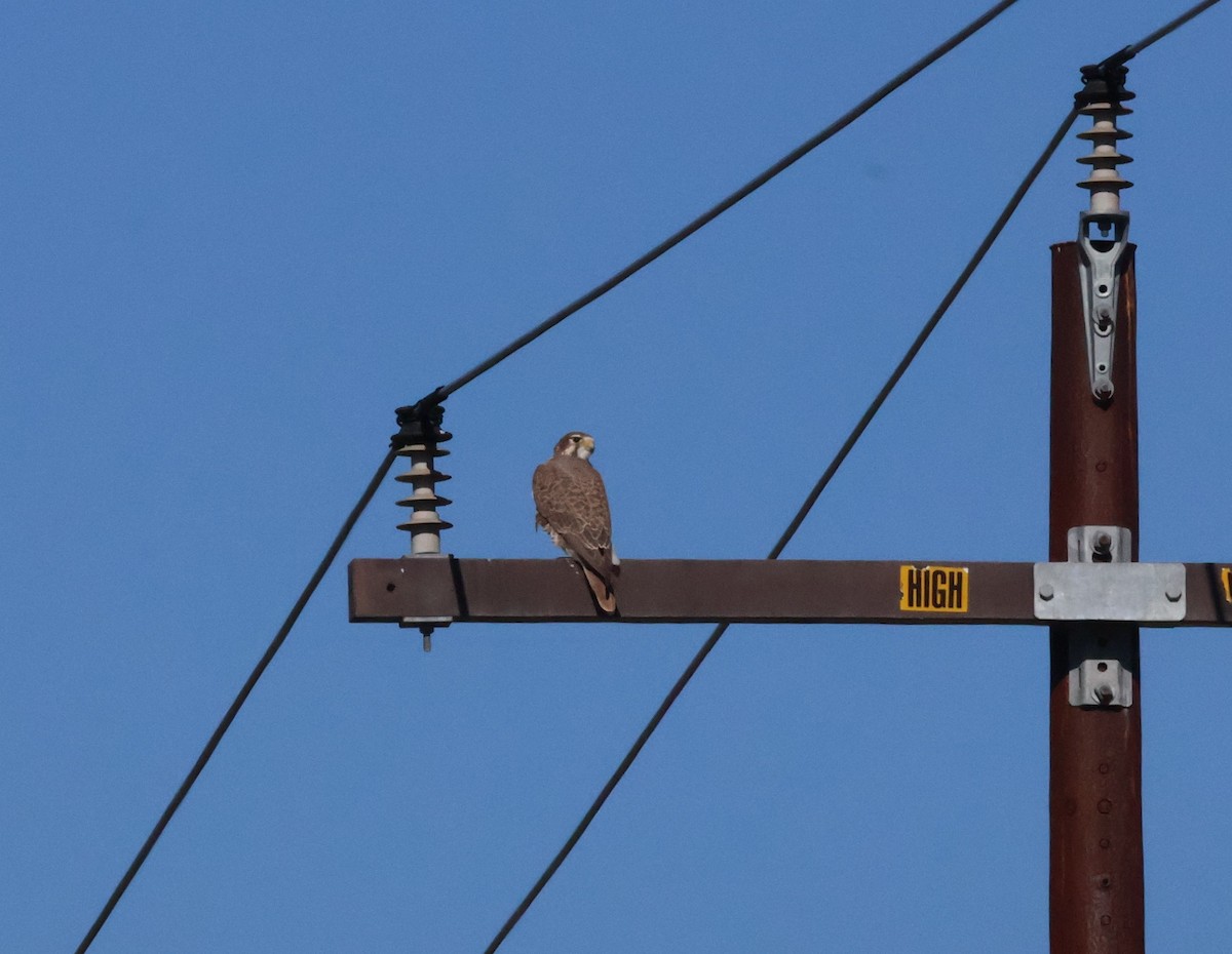 Prairie Falcon - ML646639670