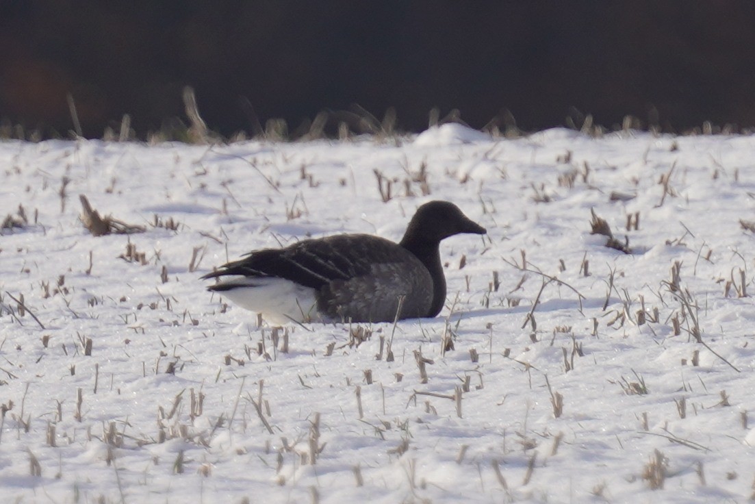 Чёрная казарка - ML646639671